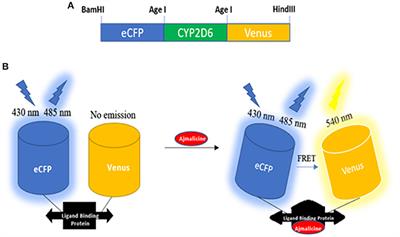 Conversion of Cytochrome P450 2D6 of Human Into a FRET-Based Tool for Real-Time Monitoring of Ajmalicine in Living Cells